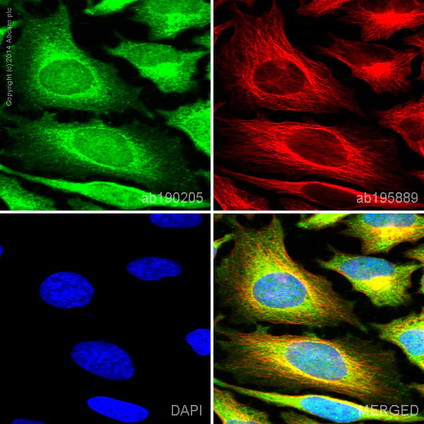 Immunocytochemistry/ Immunofluorescence - Anti-NF-kB p65 antibody [E379] - BSA and Azide free (AB207297)