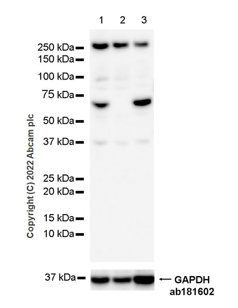 Western blot - Anti-NF-kB p65 antibody [E379] - Mouse IgG2a (Chimeric) (AB307840), expandable thumbnail