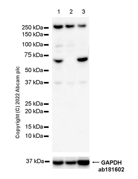 Western blot - Anti-NF-kB p65 antibody [E379] - Mouse IgG2a (Chimeric) - BSA and Azide free (AB307841)