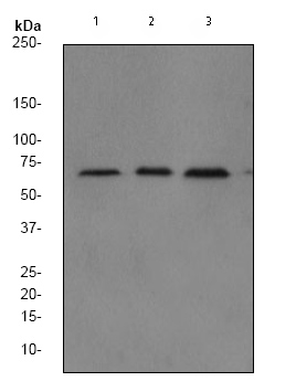 Western blot - Anti-NF-kB p65 antibody [EP2161Y] (AB76311), expandable thumbnail