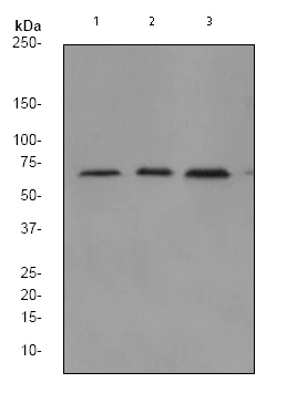 Western blot - Anti-NF-kB p65 antibody [EP2161Y] (AB76311)