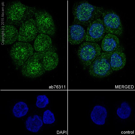 Immunocytochemistry/ Immunofluorescence - Anti-NF-kB p65 antibody [EP2161Y] - BSA and Azide free (AB246347), expandable thumbnail