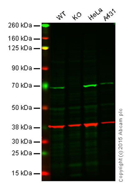 Western blot - Anti-NF-kB p65 antibody [EP2161Y] - BSA and Azide free (AB246347), expandable thumbnail