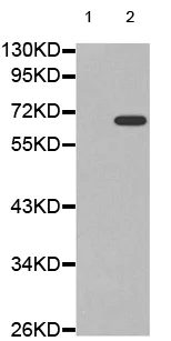Western blot - Anti-NF-kB p65 (phospho S311) antibody (AB194926)