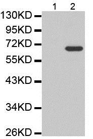 Western blot - Anti-NF-kB p65 (phospho S468) antibody (AB194921), expandable thumbnail