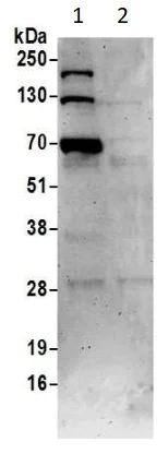 Western blot - Anti-NF-kB p65 (phospho S468) antibody (AB264271)