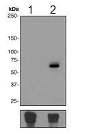 Western blot - Anti-NF-kB p65 (phospho S529) antibody [EPR2379] (AB109458), expandable thumbnail