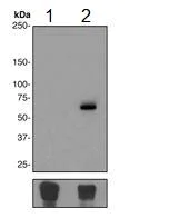 Western blot - Anti-NF-kB p65 (phospho S529) antibody [EPR2379] - BSA and Azide free (AB247871)