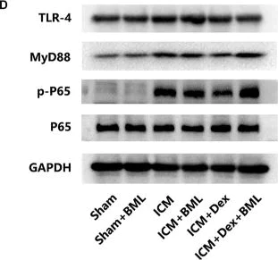 Western blot - Anti-NF-kB p65 (phospho S536) antibody (AB86299)