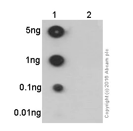 Dot Blot - Anti-NF-kB p65 (phospho S536) antibody [EP2294Y] (AB76302)