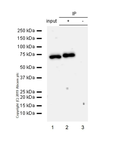 Immunoprecipitation - Anti-NF-kB p65 (phospho S536) antibody [EP2294Y] - BSA and Azide free (AB239882)