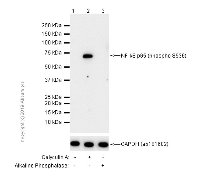 Western blot - Anti-NF-kB p65 (phospho S536) antibody [EP2294Y] - BSA and Azide free (AB239882), expandable thumbnail