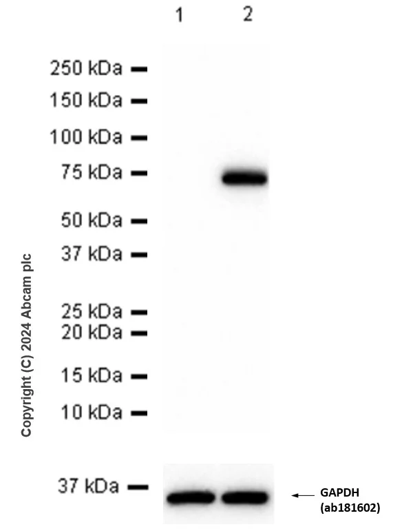 Western blot - Anti-NF-kB p65 (phospho S536) antibody [EP2294Y] - BSA and Azide free (AB239882)