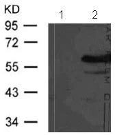 Western blot - Anti-NF-kB p65 (phospho T254) antibody (AB131100)
