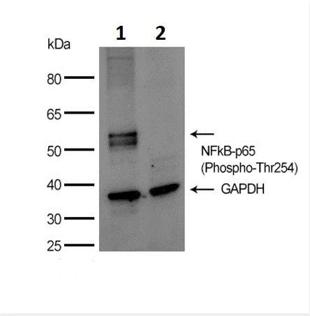 Western blot - Anti-NF-kB p65 (phospho T254) antibody (AB131100)