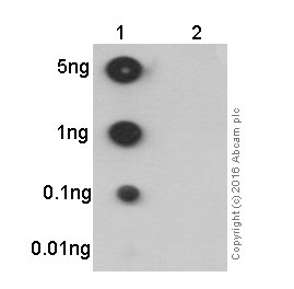 Dot Blot - NF-kB Signaling Pathway Antibody Sampler Panel (AB228529), expandable thumbnail