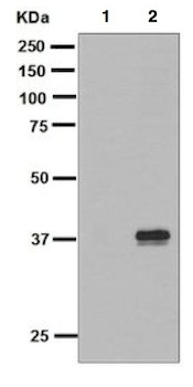 Western blot - NF-kB Signaling Pathway Antibody Sampler Panel (AB228529), expandable thumbnail