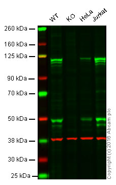 Western blot - NF-kB Signaling Pathway Antibody Sampler Panel (AB228529), expandable thumbnail