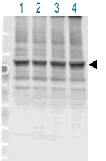 Western blot - Anti-NF2 / Merlin (phospho S518) antibody (AB2478)