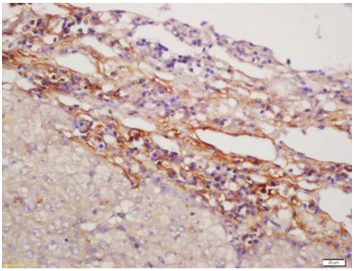 Immunohistochemistry (Formalin/PFA-fixed paraffin-embedded sections) - Anti-NFAM1 antibody (AB203206)