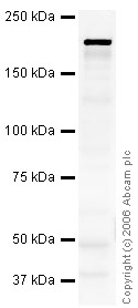 Western blot - Anti-Nfasc186 antibody - Neuronal Marker (AB31719), expandable thumbnail
