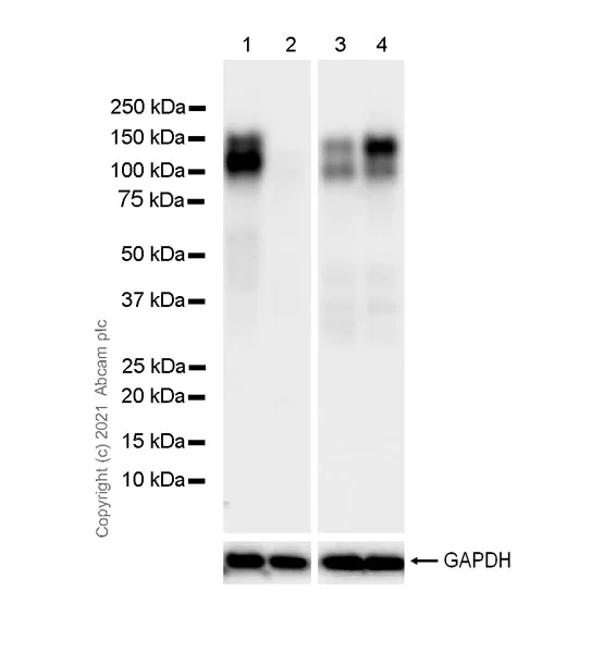 Western blot - Anti-NFAT1 antibody [1/NFAT-1] - BSA and Azide free (AB288774)