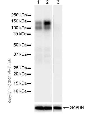 Western blot - Anti-NFAT1 antibody [1/NFAT-1] - BSA and Azide free (AB288774)