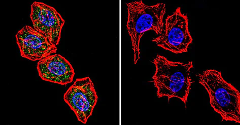 Immunocytochemistry/ Immunofluorescence - Anti-NFAT1 antibody [25A10.D6.D2] (AB2722)
