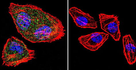 Immunocytochemistry/ Immunofluorescence - Anti-NFAT1 antibody [25A10.D6.D2] (AB2722)