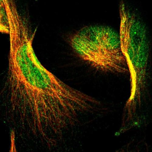Immunocytochemistry/ Immunofluorescence - Anti-NFAT1 antibody (AB244310), expandable thumbnail