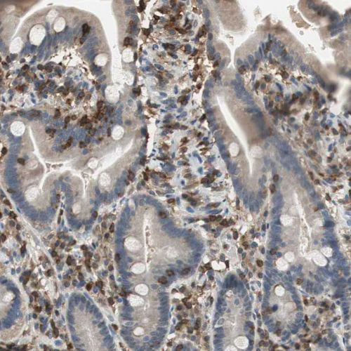 Immunohistochemistry (Formalin/PFA-fixed paraffin-embedded sections) - Anti-NFAT1 antibody (AB244310)