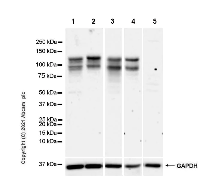 Western blot - Anti-NFAT1 antibody [EPR24658-149] - BSA and Azide free (AB283659)