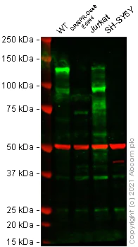 Western blot - Anti-NFAT1 antibody [EPR24658-149] - BSA and Azide free (AB283659)
