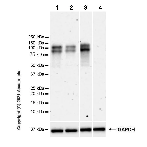 Western blot - Anti-NFAT1 antibody [EPR24658-43] - BSA and Azide free (AB283720)