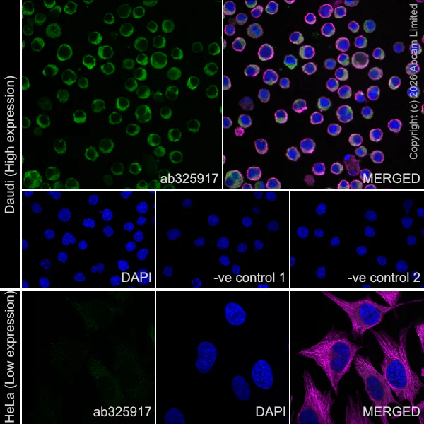 Immunocytochemistry/ Immunofluorescence - Anti-NFAT1 antibody [EPR30445-509] (AB325917)