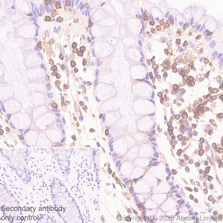 Immunohistochemistry (Formalin/PFA-fixed paraffin-embedded sections) - Anti-NFAT1 antibody [EPR30445-509] (AB325917)