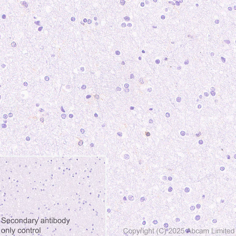 Immunohistochemistry (Formalin/PFA-fixed paraffin-embedded sections) - Anti-NFAT1 antibody [EPR30445-509] (AB325917)