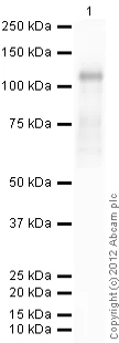 Western blot - Anti-NFAT2 antibody [7A6] (AB2796)