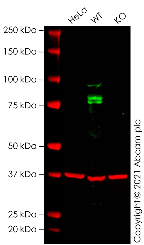 Western blot - Anti-NFAT2 antibody [7A6] - BSA and Azide free (AB264530)