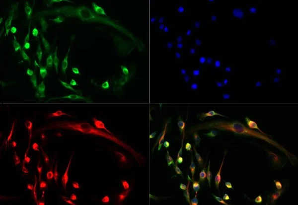 Immunocytochemistry/ Immunofluorescence - Anti-NFAT2 antibody (AB25916)