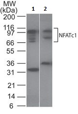 Western blot - Anti-NFAT2 antibody (AB25916)