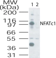Western blot - Anti-NFAT2 antibody (AB25916)