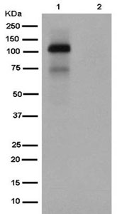 Western blot - Anti-NFAT2 (phospho S233) antibody [EPR2376(N)] (AB180510), expandable thumbnail