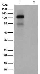 Western blot - Anti-NFAT2 (phospho S233) antibody [EPR2376(N)] (AB180510)