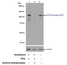 Western blot - Anti-NFAT2 (phospho S237) antibody [EPR2377(N)] (AB183023)