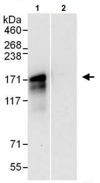 Immunoprecipitation - Anti-NFAT4/NF-ATc3 antibody (AB245501)