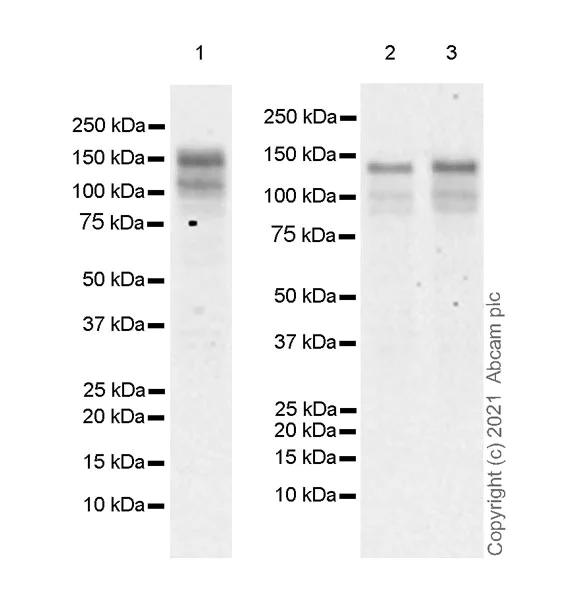 Western blot - Anti-NFAT4/NF-ATc3 antibody [EPR24994-68] - BSA and Azide free (AB283719)