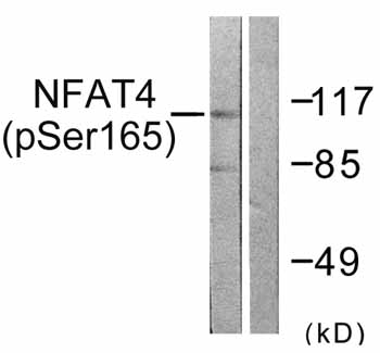Western blot - Anti-NFAT4/NF-ATc3 (phospho S165) antibody (AB59204)