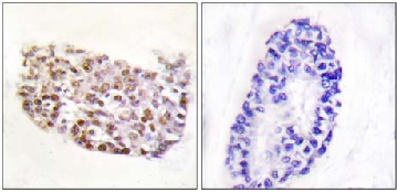 Immunohistochemistry (Formalin/PFA-fixed paraffin-embedded sections) - Anti-NFAT5 antibody (AB110995)