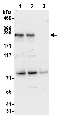 Western blot - Anti-NFAT5 antibody (AB226308)
